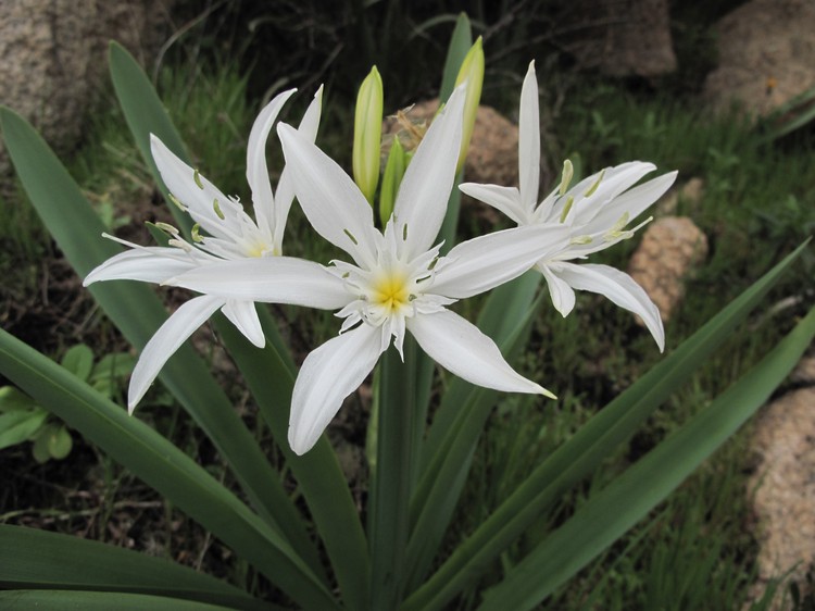 Pancratium illyricum